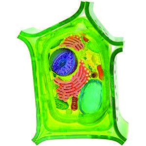 Plant Cell model